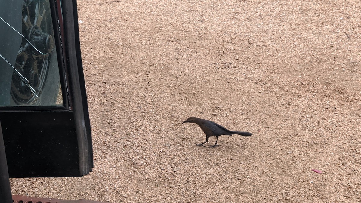 Great-tailed Grackle - ML631024059