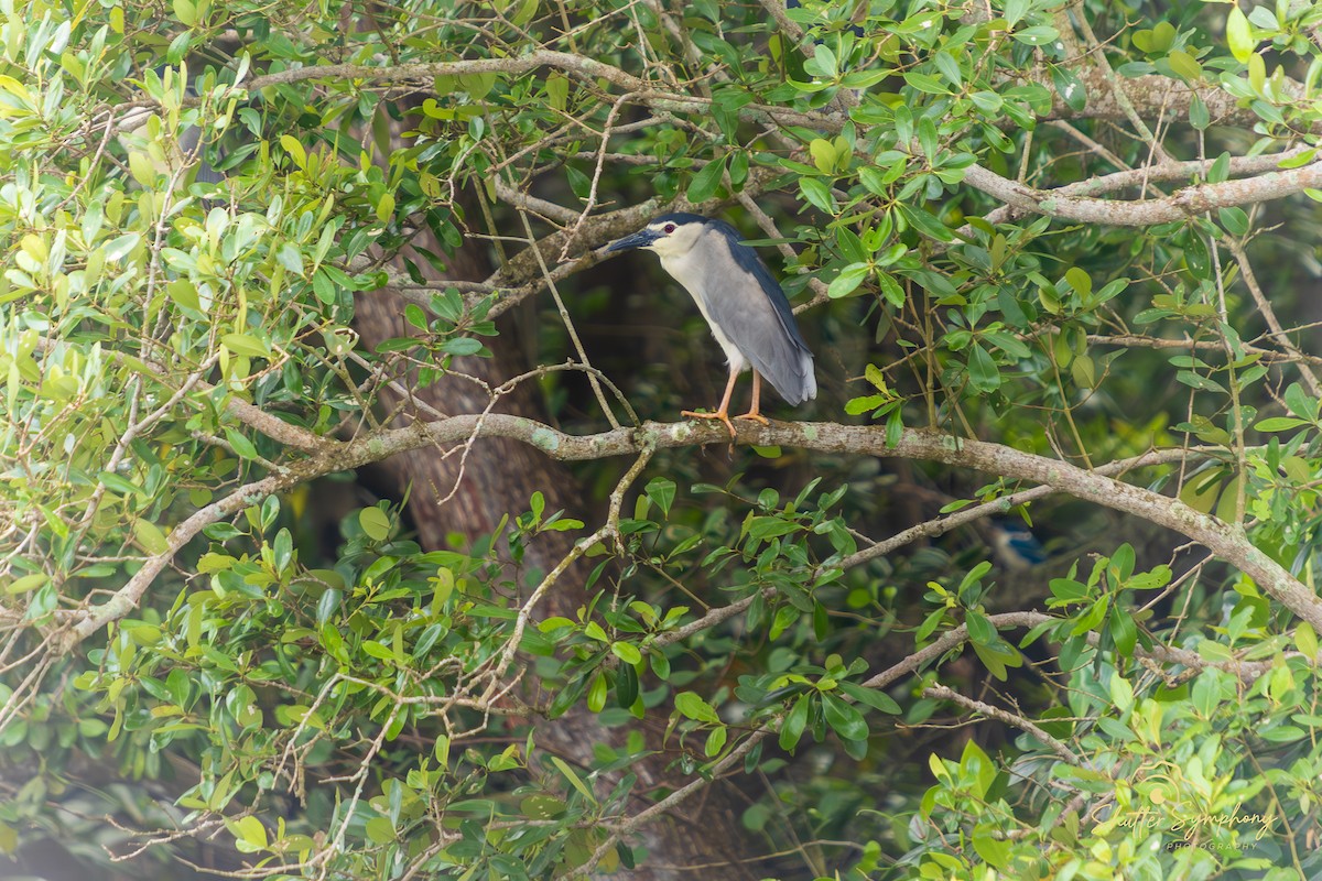 Black-crowned Night Heron - ML631024087