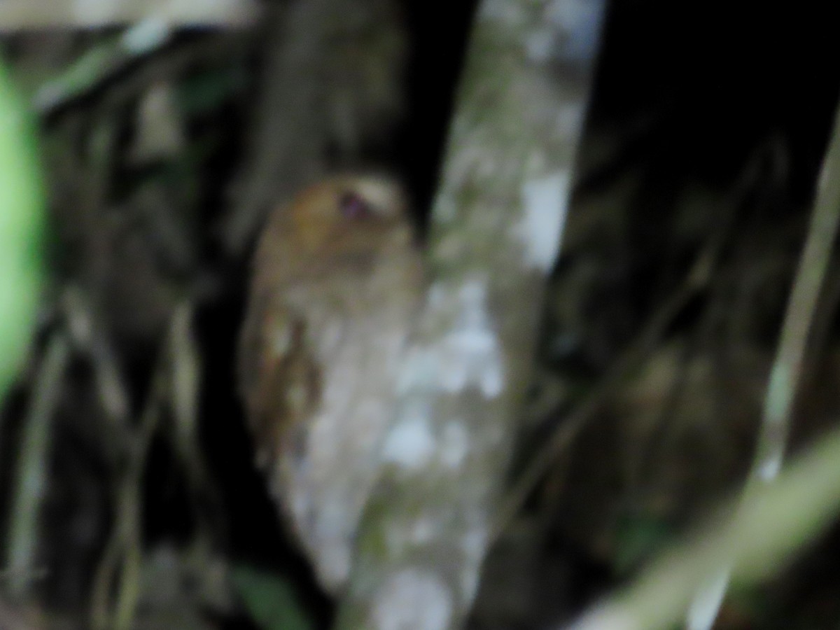 Foothill Screech-Owl - ML631024202