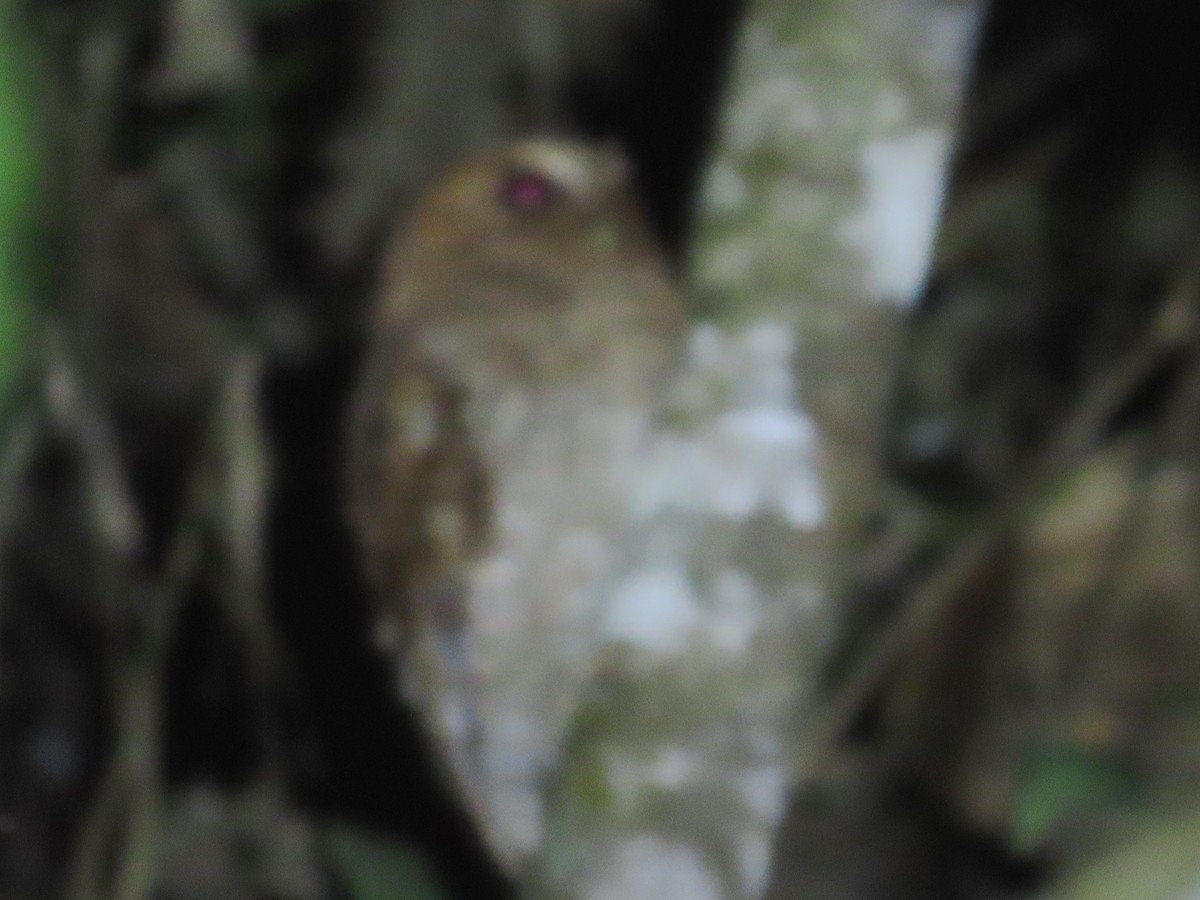 Foothill Screech-Owl - ML631024203