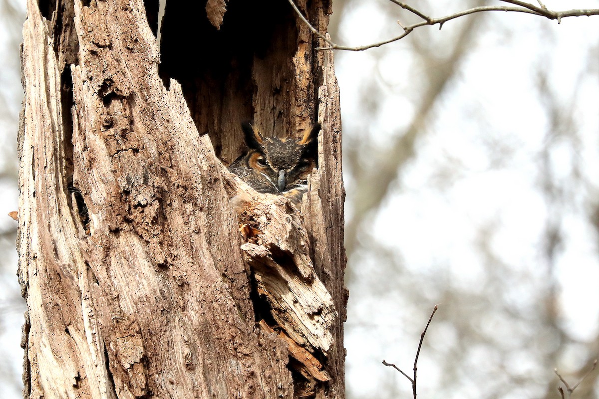 Great Horned Owl - ML631024270