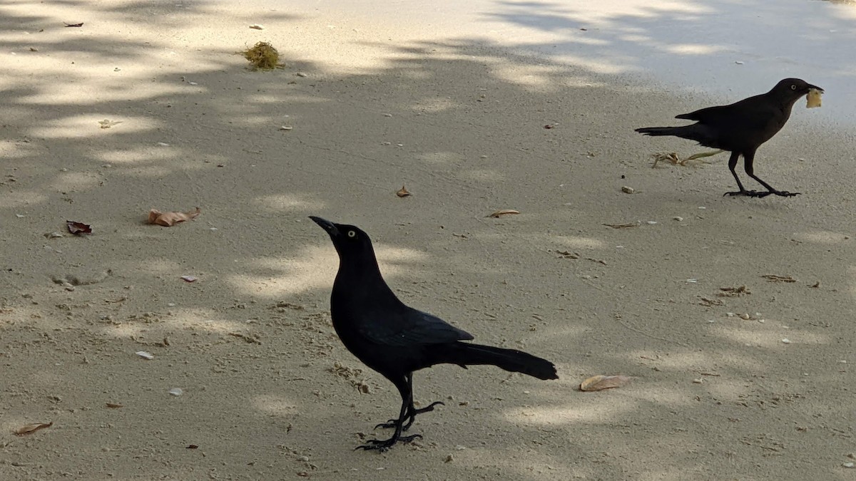 Carib Grackle - ML631024351