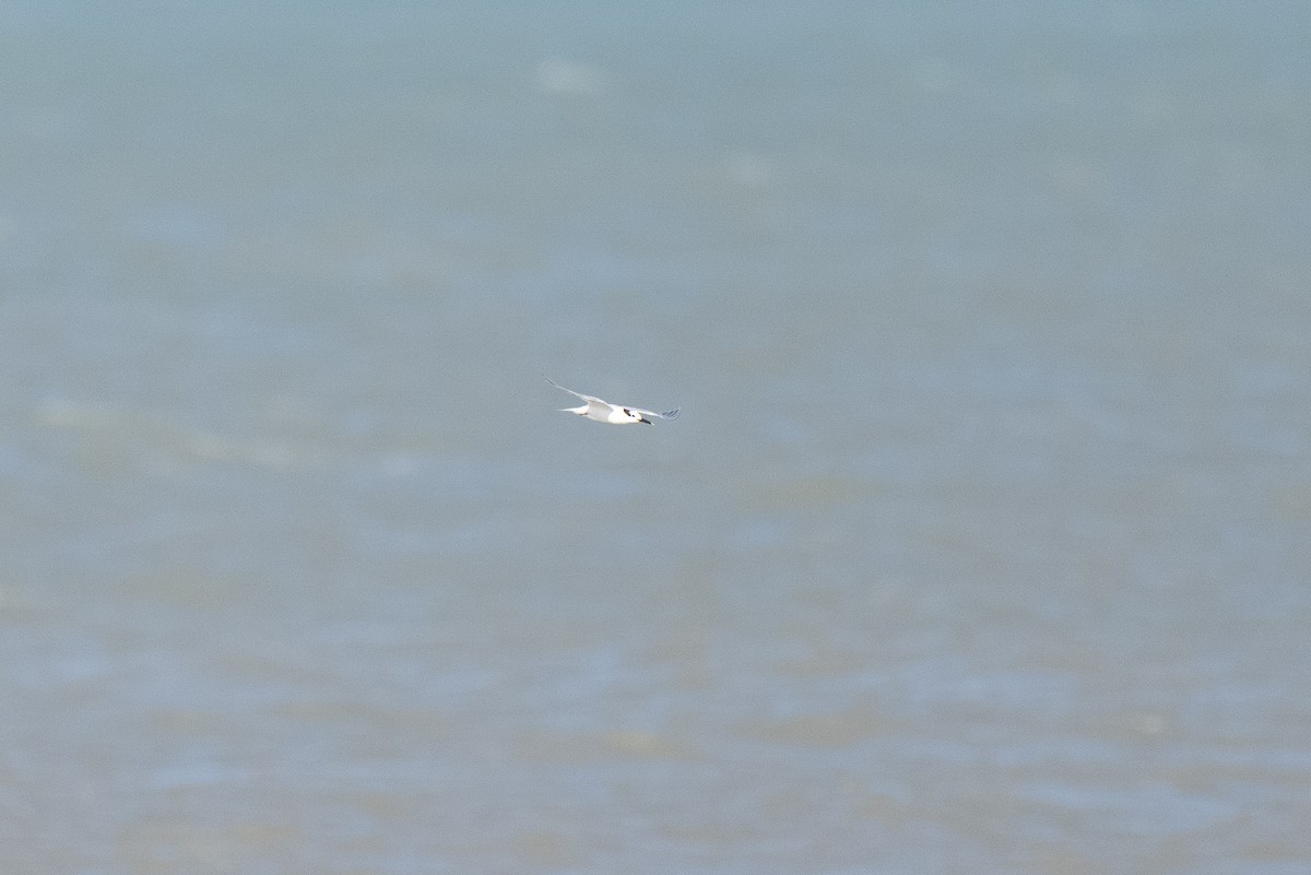 rybák severní - ML631024410