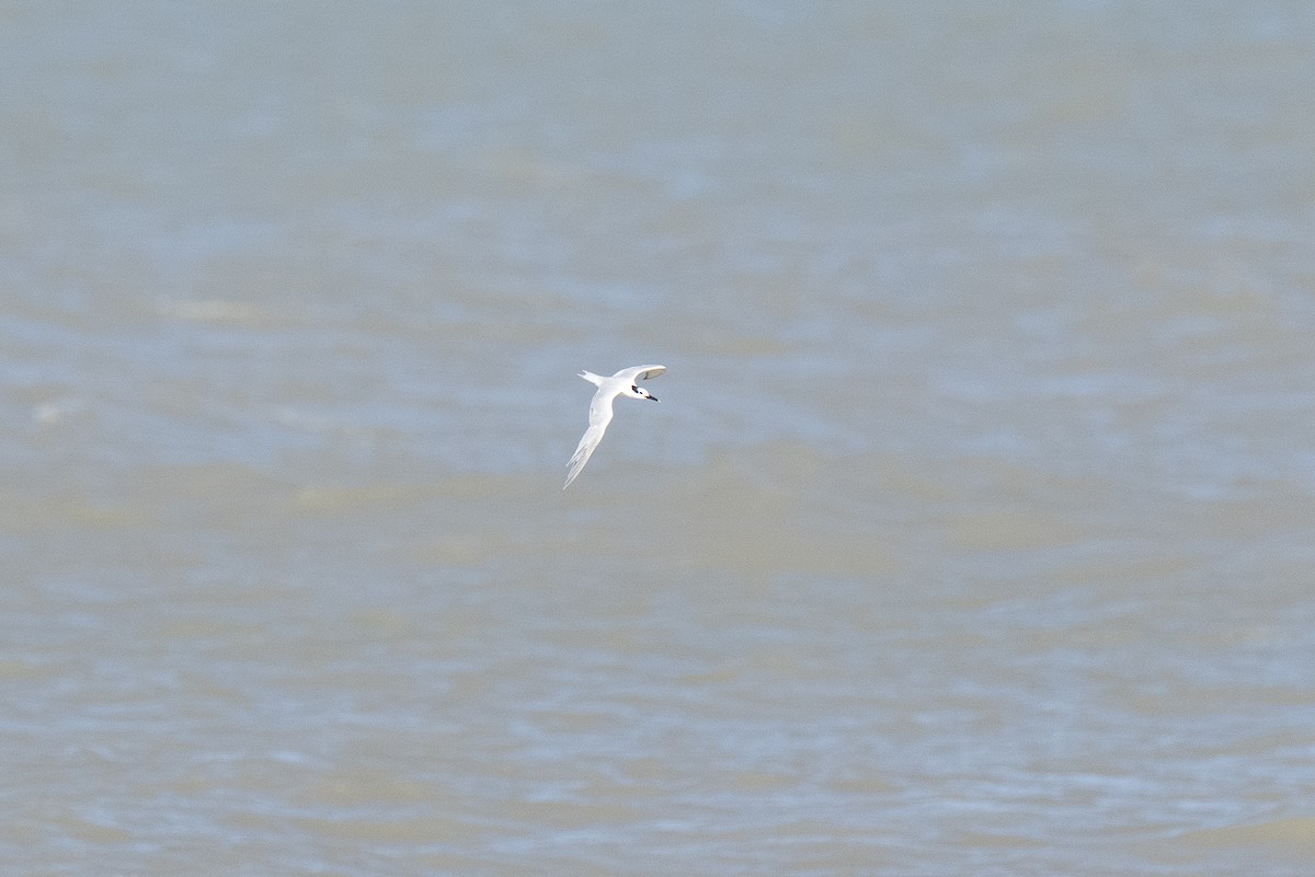 rybák severní - ML631024411