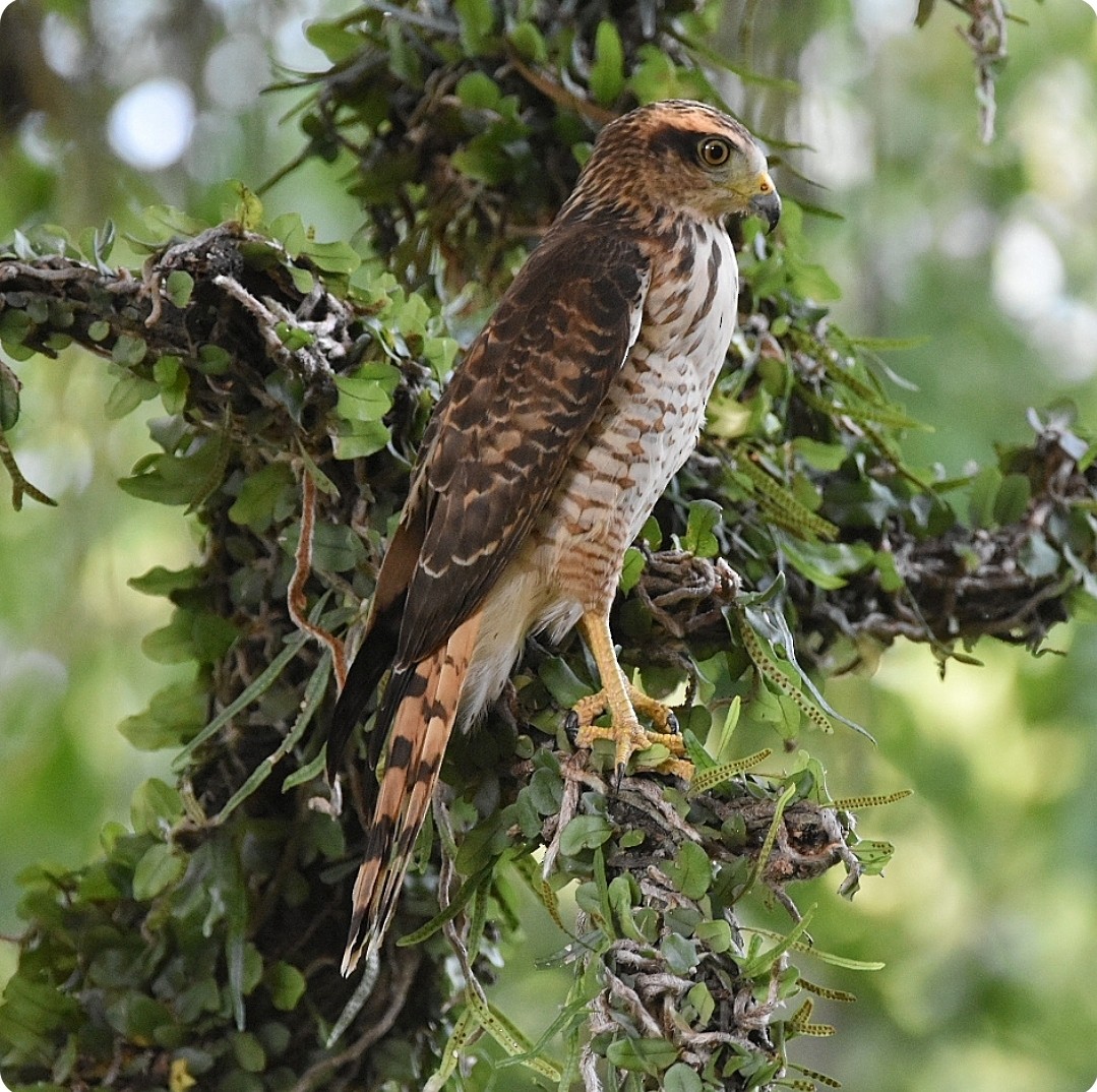 Roadside Hawk - ML631024659