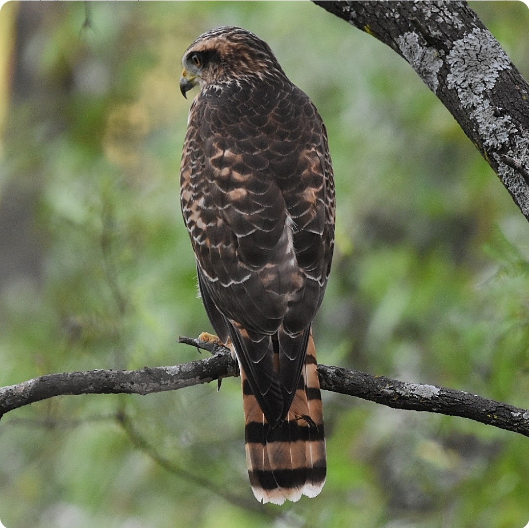 Roadside Hawk - ML631024660