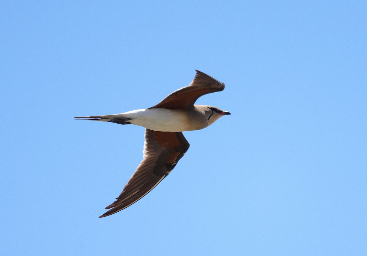 Луговая тиркушка - ML631024784