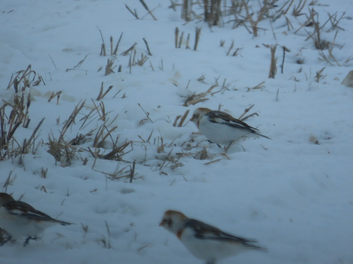 Snow Bunting - ML631024867