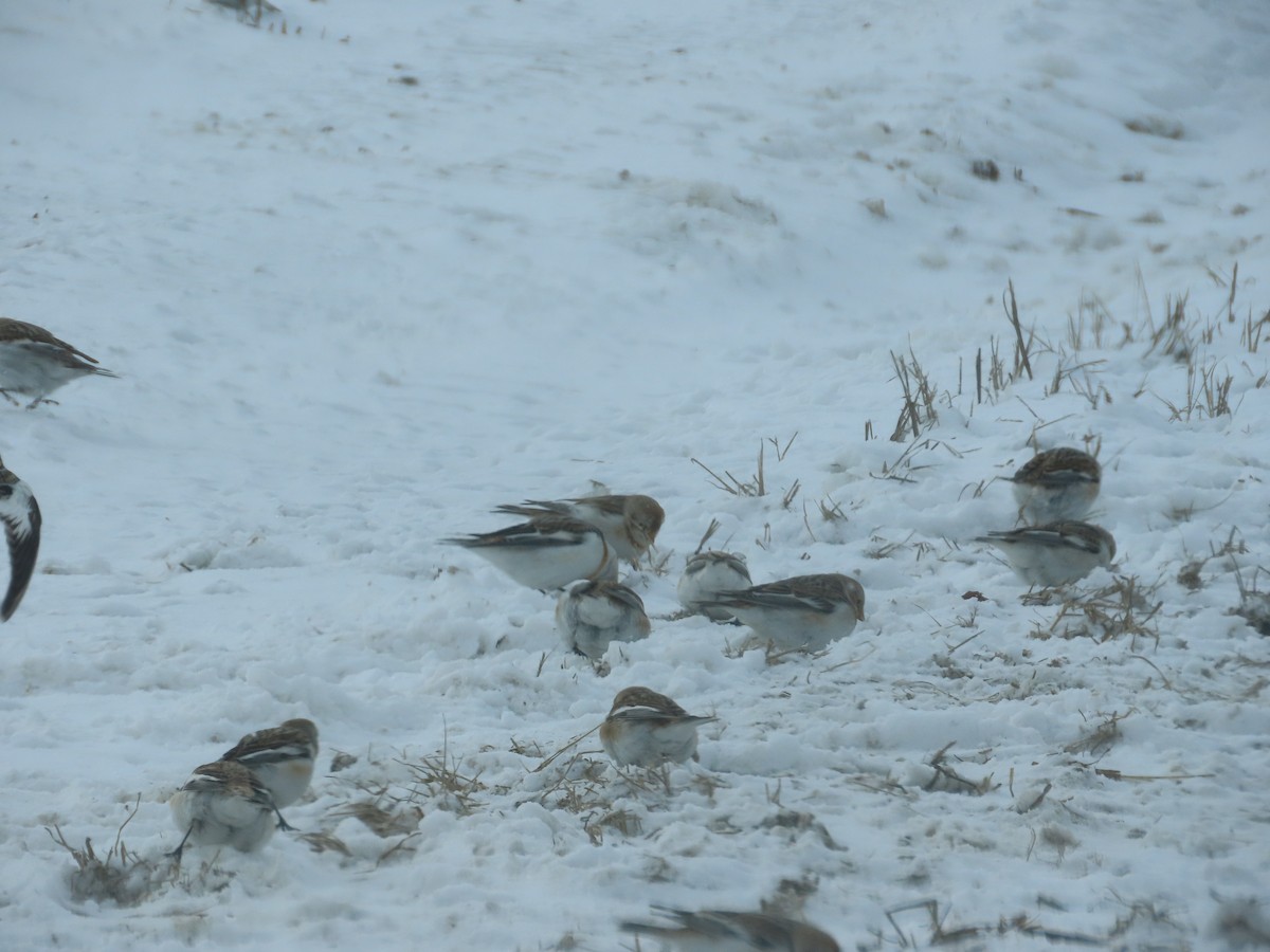 Snow Bunting - ML631024875