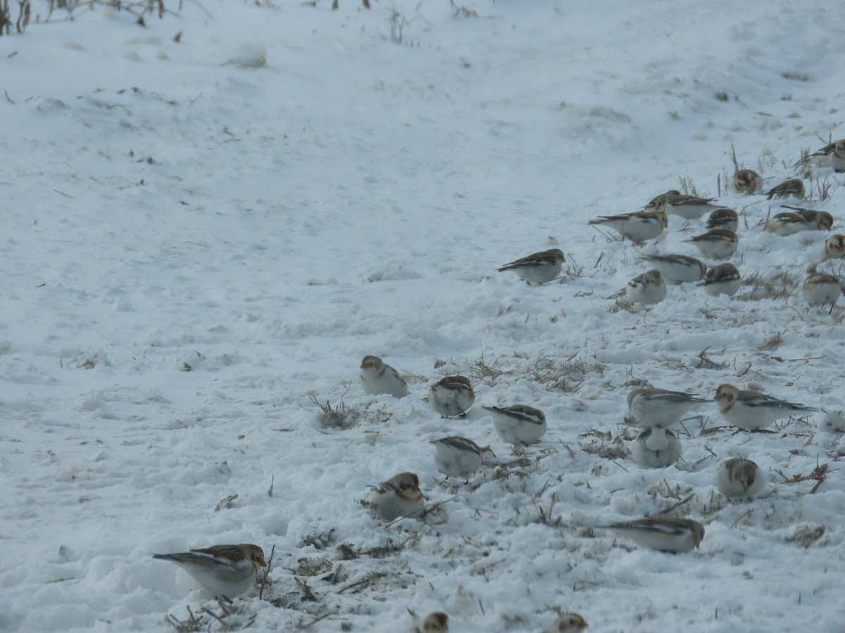 Snow Bunting - ML631024892
