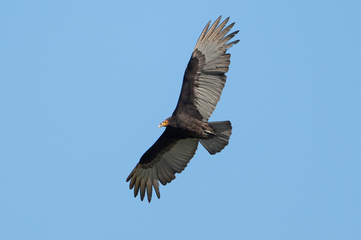 Lesser Yellow-headed Vulture - ML631025015