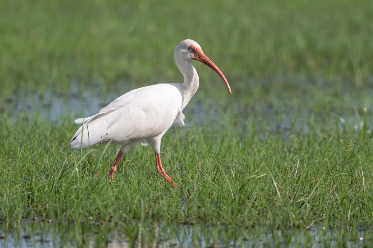 Ibis zuria - ML631025129