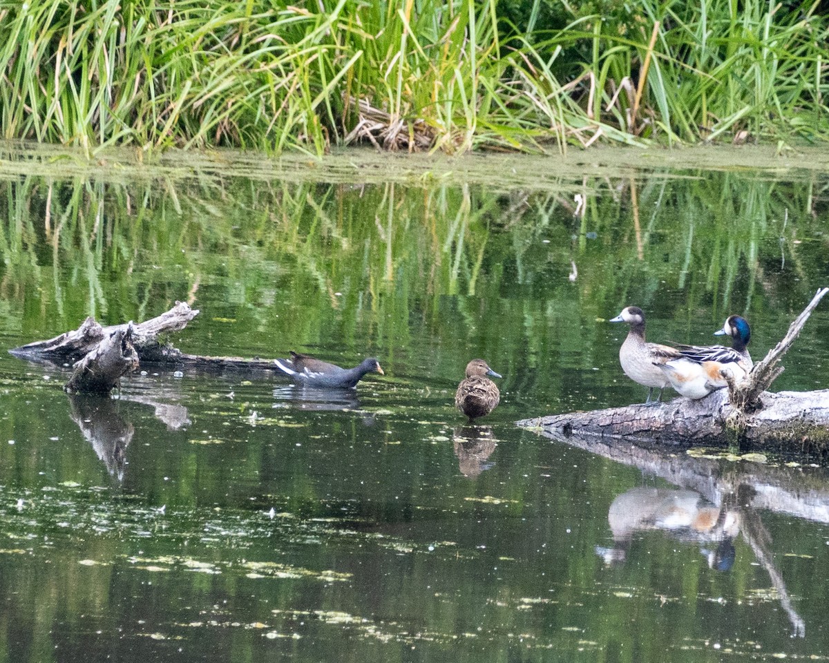 Common Gallinule - ML631025300