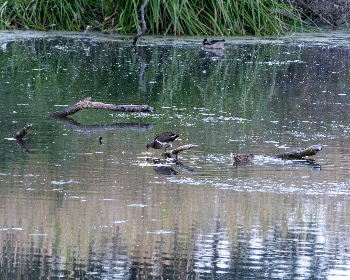 Common Gallinule - ML631025301