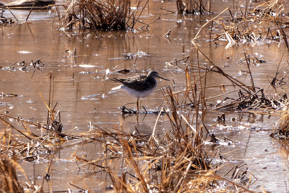 Greater Yellowlegs - ML631025759