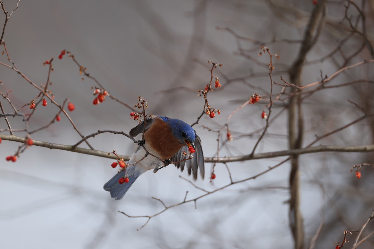 Eastern Bluebird - ML631026320