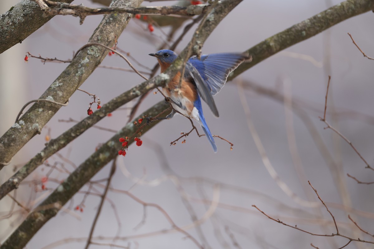 Eastern Bluebird - ML631026322