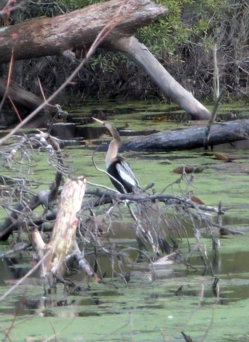 Anhinga d'Amérique - ML631026511