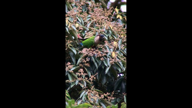 Santarem Parakeet (Santarem) - ML631027002