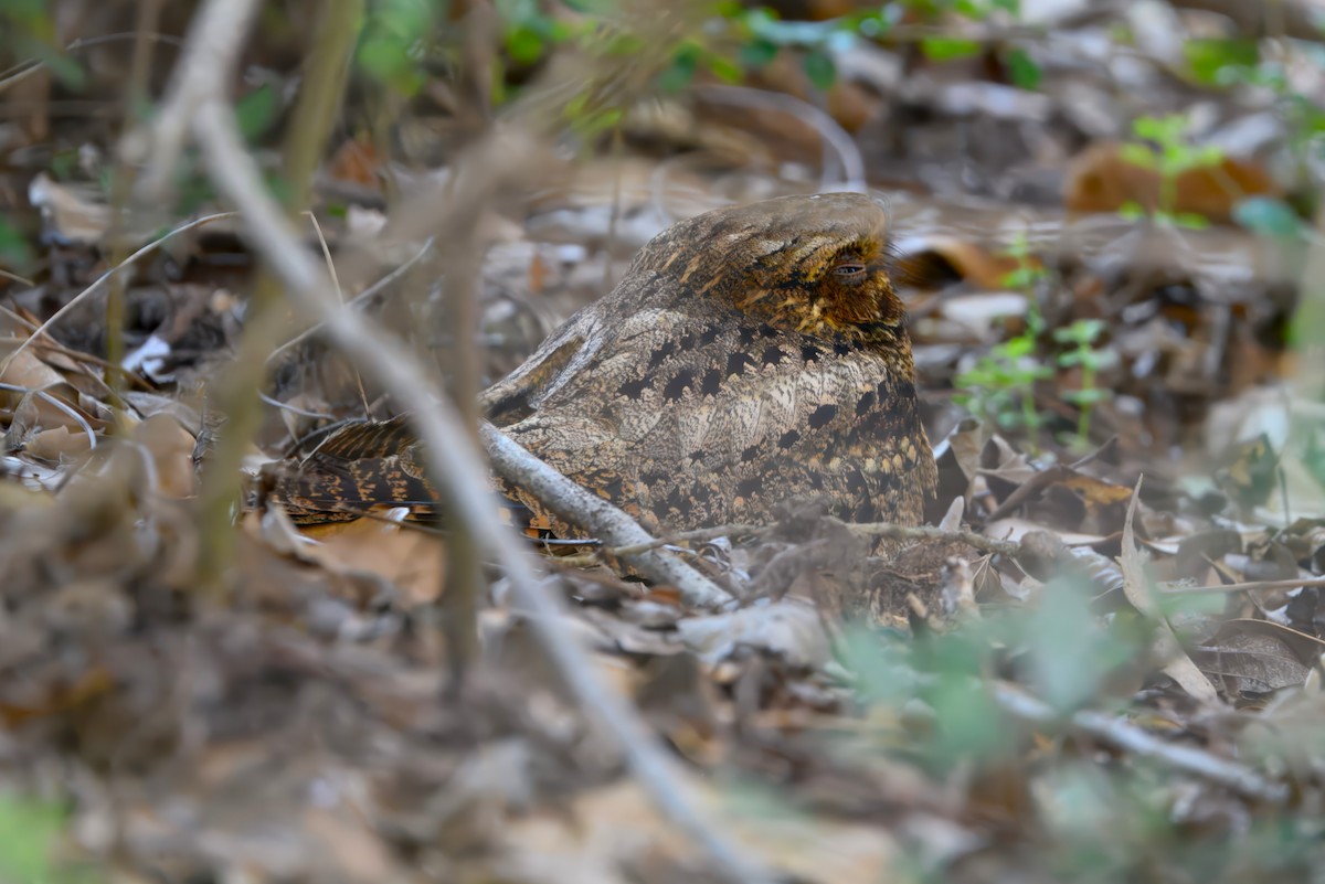 Chuck-will's-widow - ML631027272