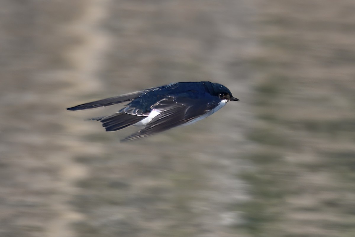 Tree Swallow - ML631027294