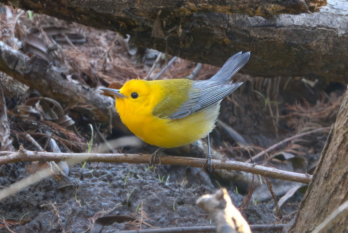 Prothonotary Warbler - ML631027315