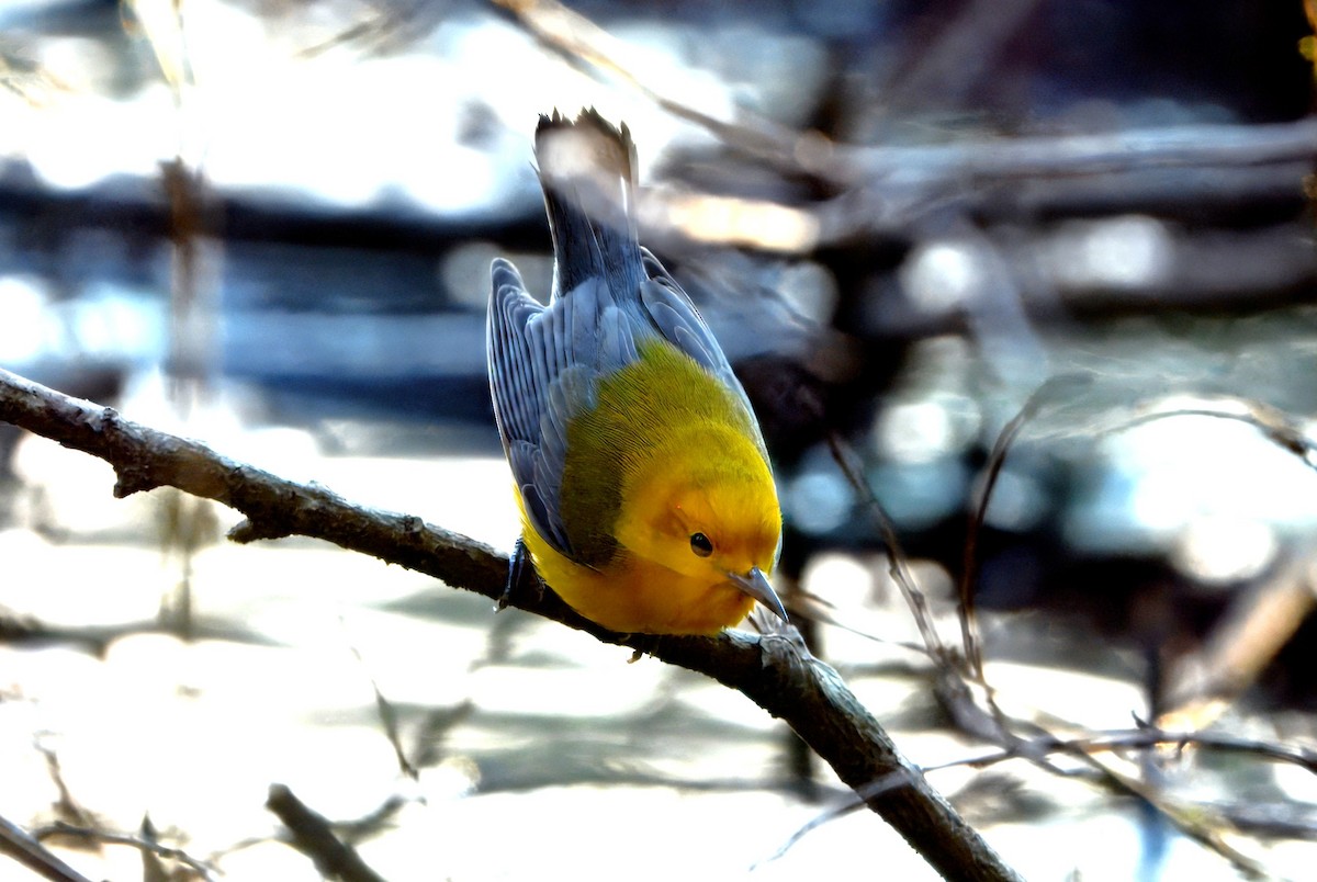 Prothonotary Warbler - ML631027316