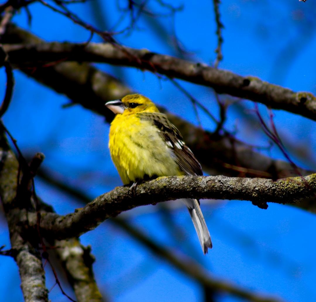 オウゴンイカル - ML631027327