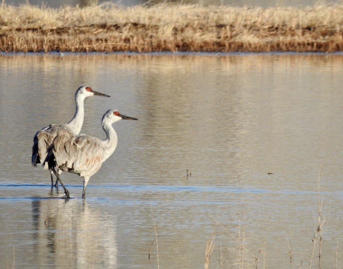 Sandhill Crane - ML631027389