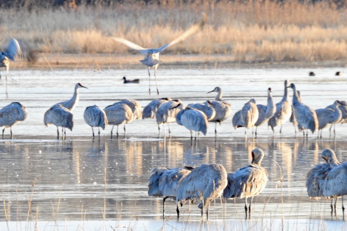 Sandhill Crane - ML631027390