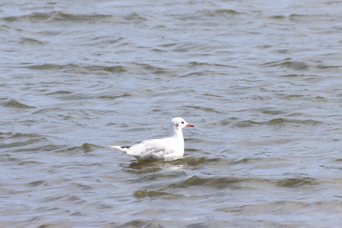 Brown-hooded Gull - ML631027592
