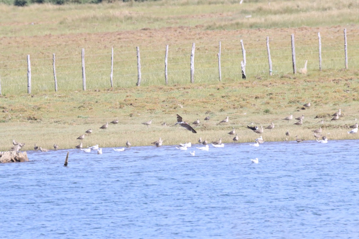 Black Skimmer - ML631027653
