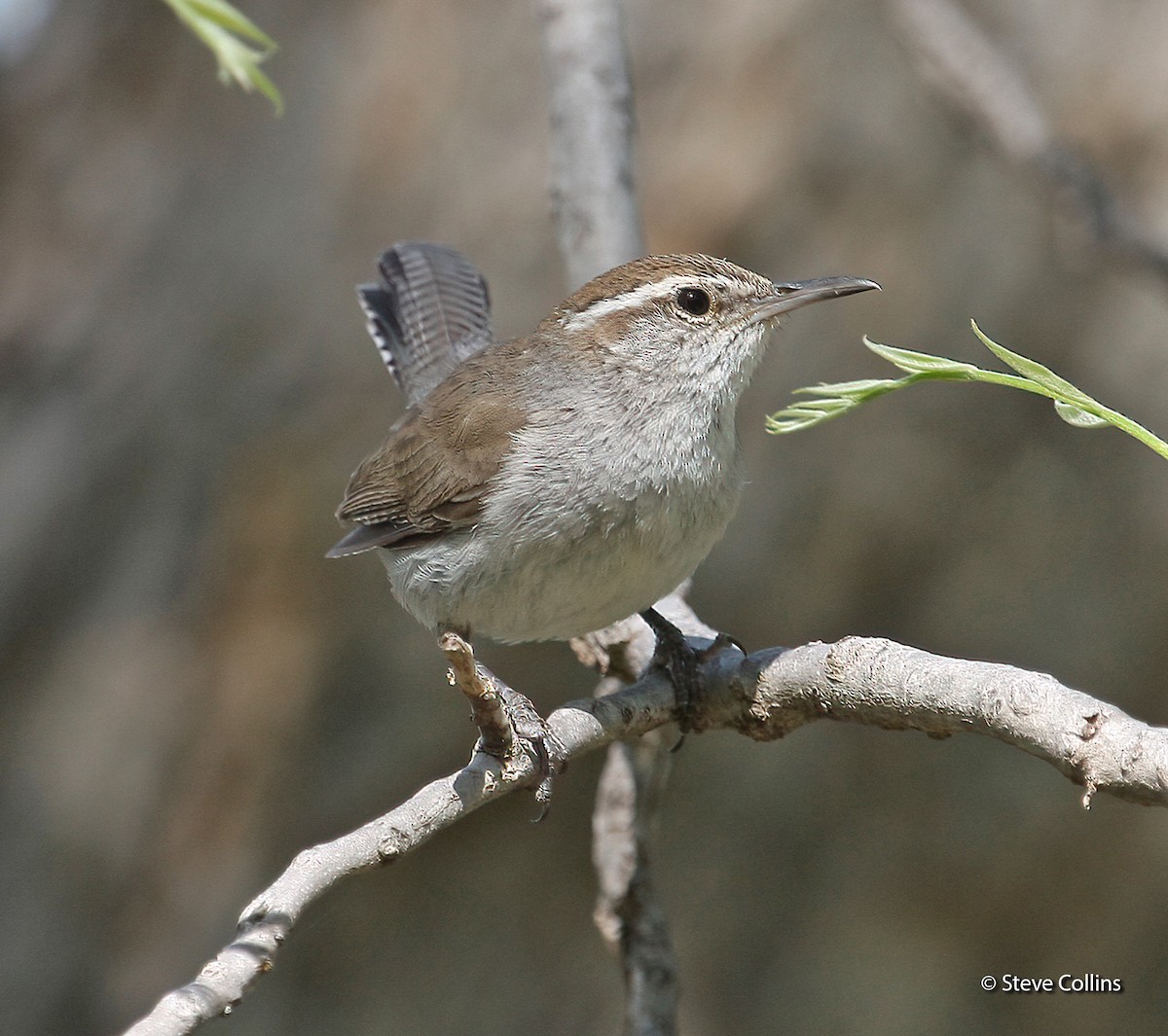 Bewick's Wren - ML631027688