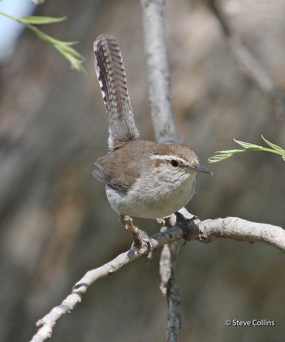 Bewick's Wren - ML631027689