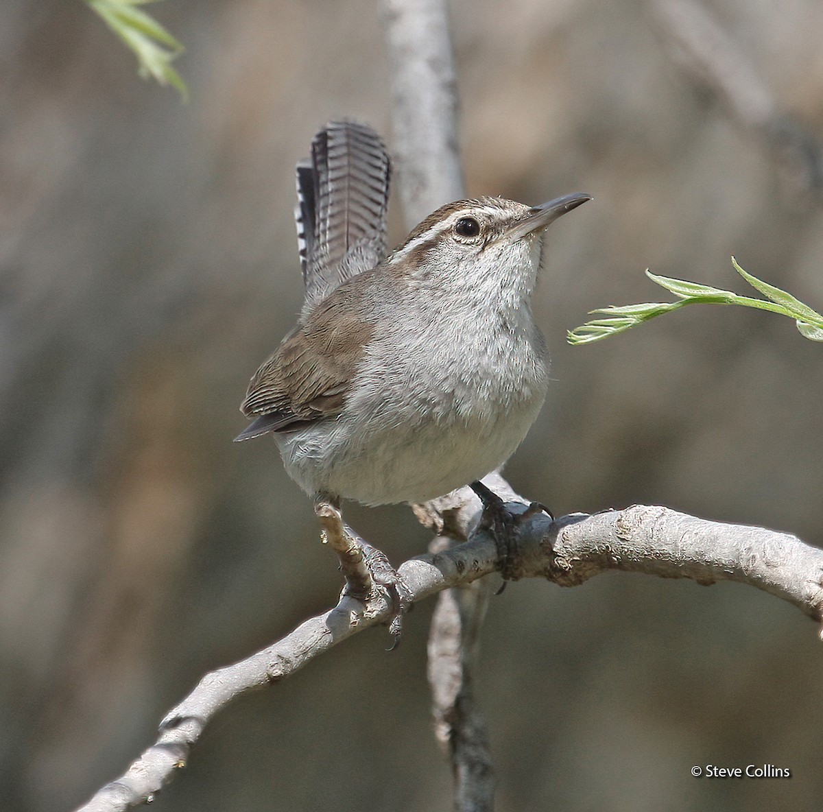 Bewick's Wren - ML631027690