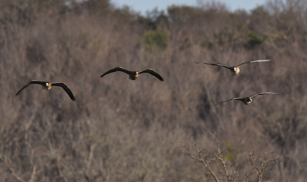 Greater White-fronted Goose - ML631027691