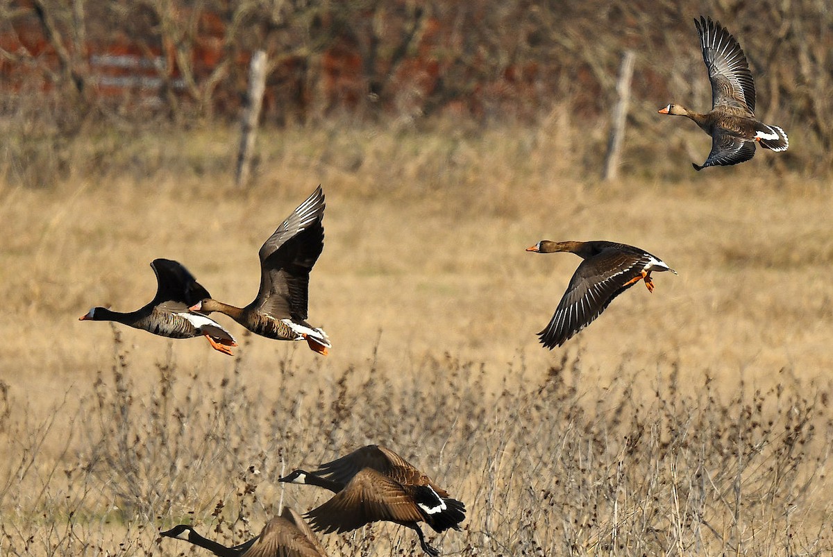 Greater White-fronted Goose - ML631027692
