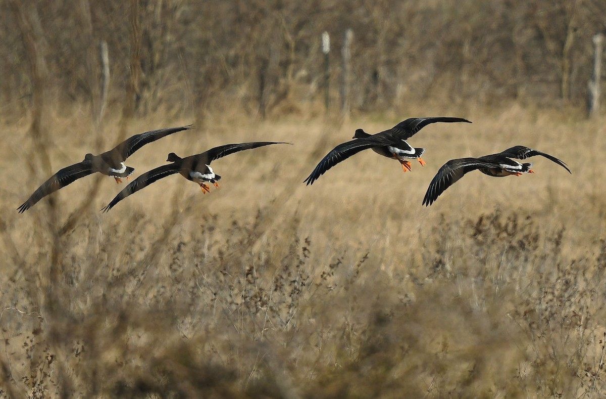 Greater White-fronted Goose - ML631027693