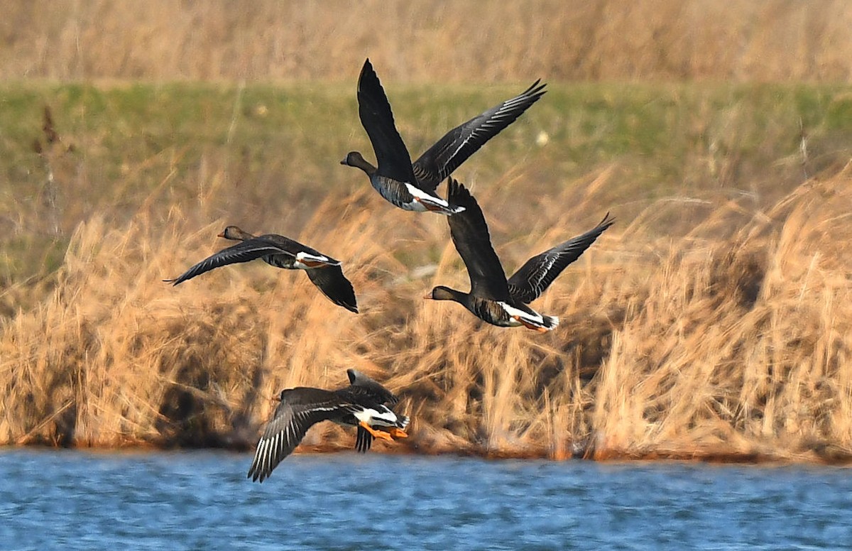 Greater White-fronted Goose - ML631027694