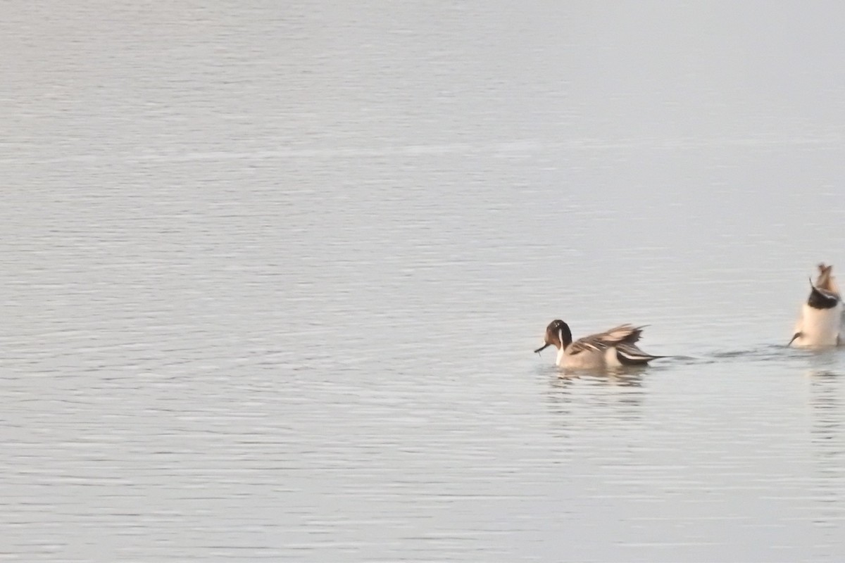 Northern Pintail - ML631027695