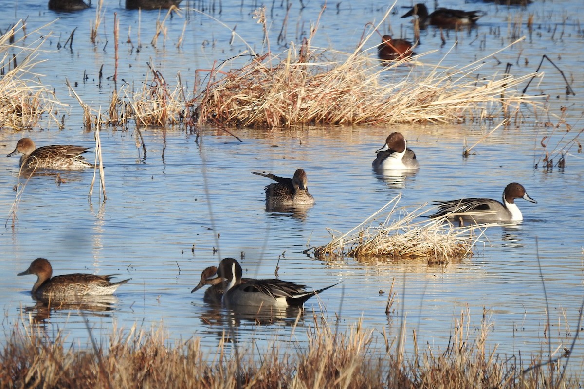 Northern Pintail - ML631027696