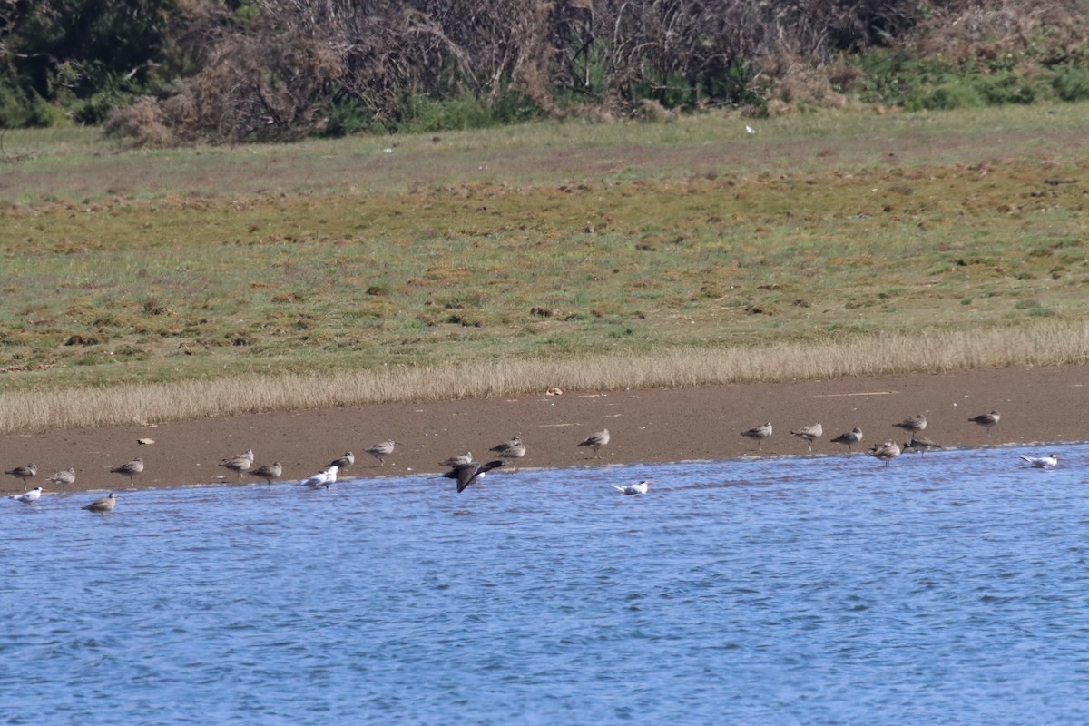 Neotropic Cormorant - ML631027698
