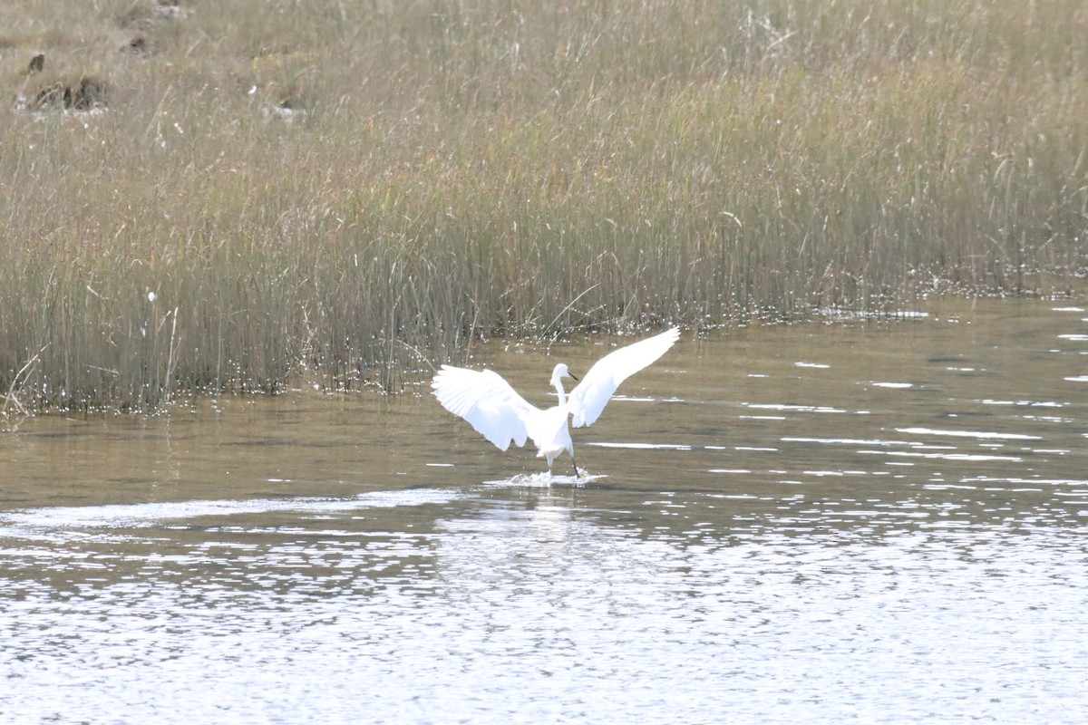 Snowy Egret - ML631027712