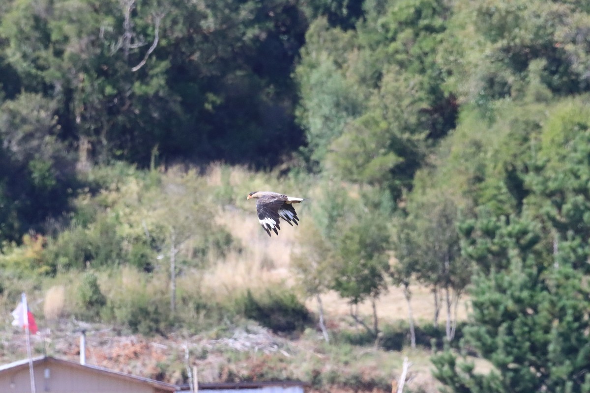Crested Caracara - ML631027734