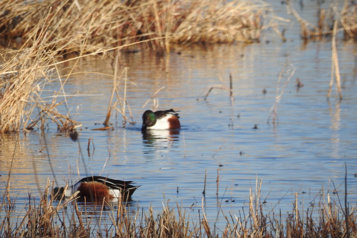 Northern Shoveler - ML631027760