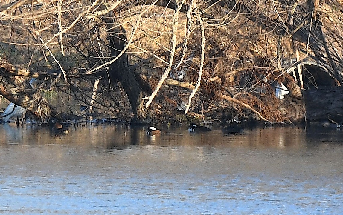 Hooded Merganser - ML631027959