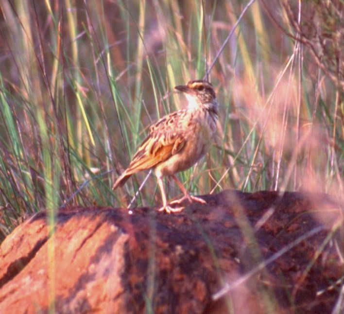 Singing Bushlark (Singing) - ML631028059