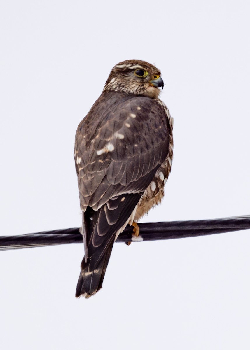 Belatz txikia (columbarius) - ML631028172