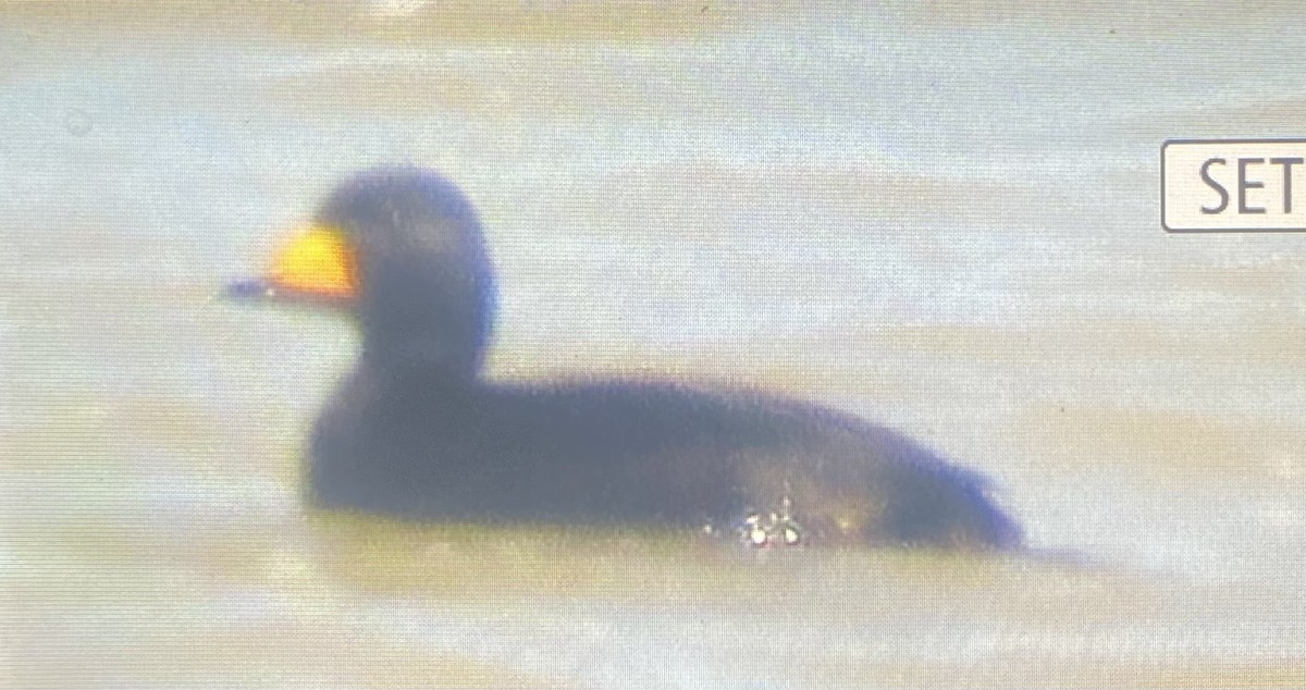 Black Scoter - ML631028239