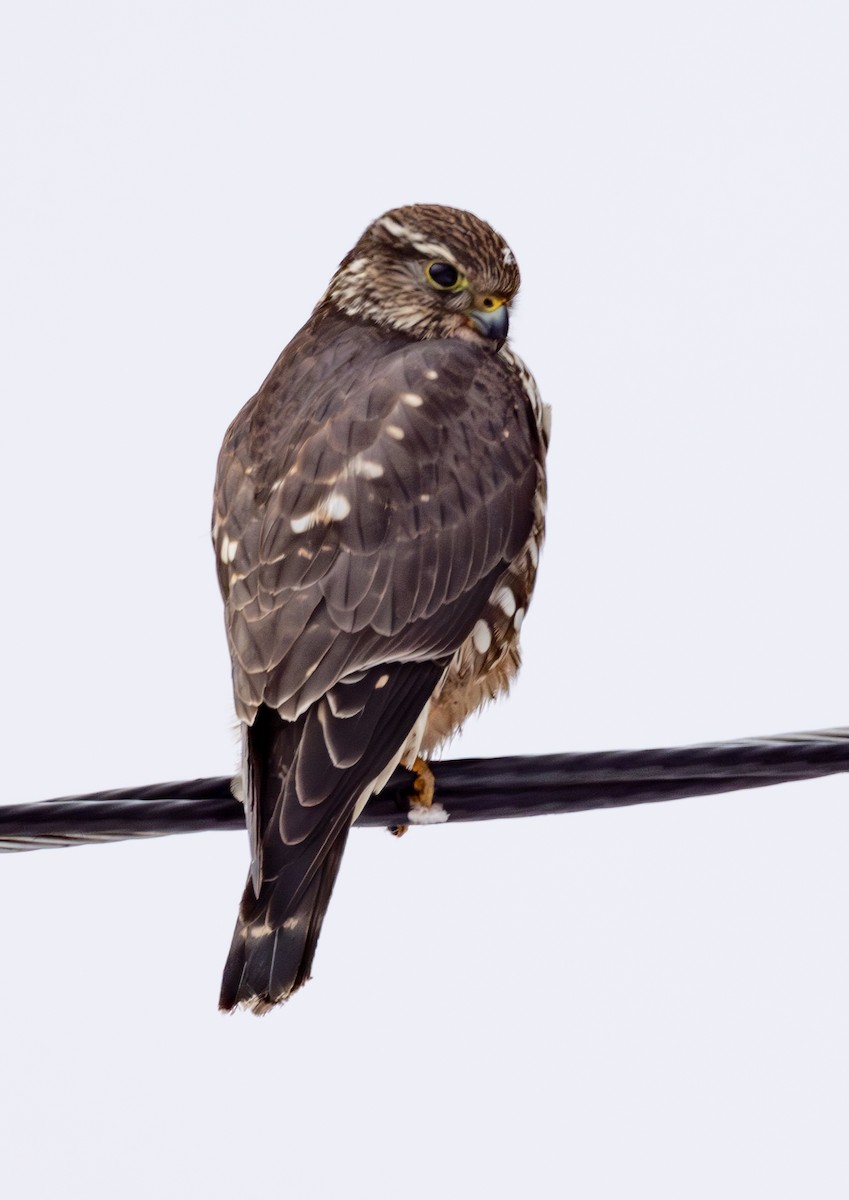 Belatz txikia (columbarius) - ML631028258